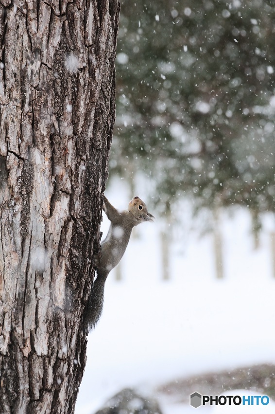サラサラ^^雪だよ^^