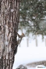 サラサラ^^雪だよ^^