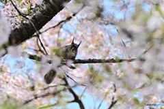 さくら^^さくら^^
