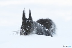 今日も^^新雪^^