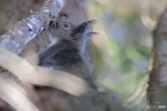 春の^^におい^^するよ^^