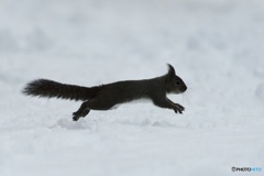 ぜーんぶ^^雪でーす^^