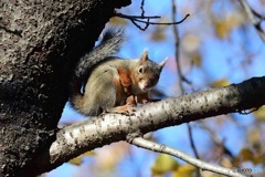 もうすぐ冬になるよ^^