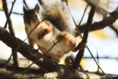 見つけました^^