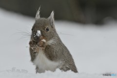 雪の中でも「もりもり」