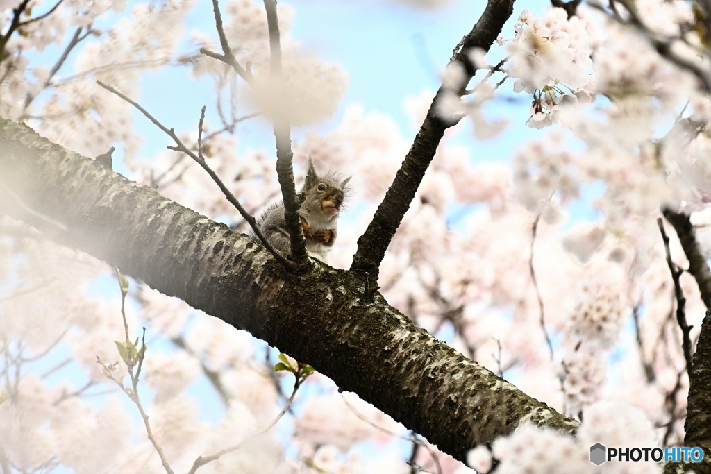 満開の桜にしみじみ