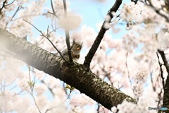 満開の桜にしみじみ