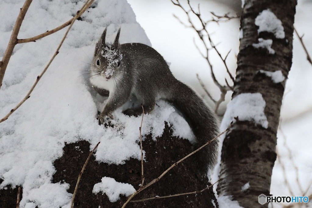ゆきが^^顔にくっついても^^へいきへいき^^