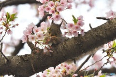 桜 ムシャムシャ！