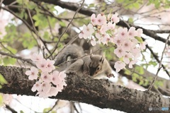 桜^^みてみて^^