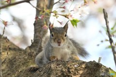 「桜」なくなっちゃったよ！