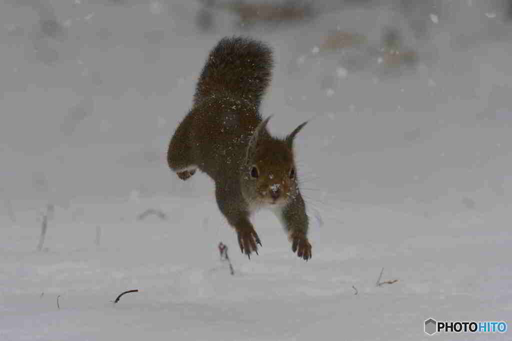 やっと^^雪の日^^です