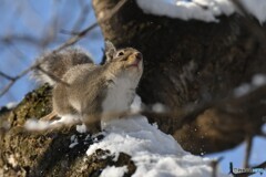 雪足りません
