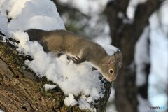 雪の中からー