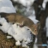 雪の中からー
