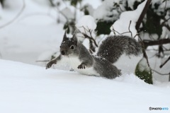 どこまでも^^ゆきー^^