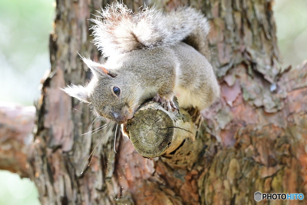 松の枝にカリッ カリッツ^^