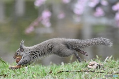 桜（はな）よりクルミ！