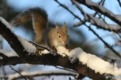 雪でーす！