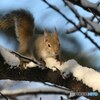 雪でーす！
