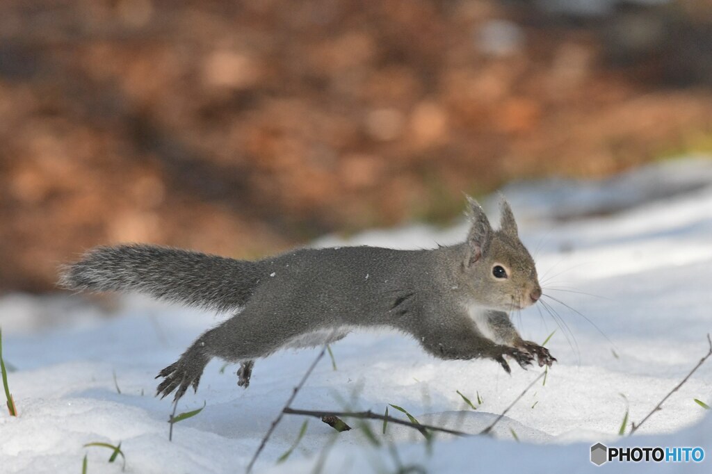 雪でーす！