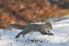 雪でーす！