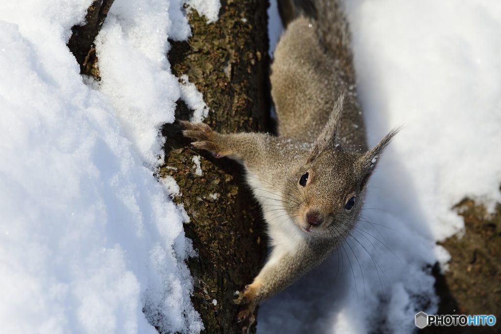 明日は^^リスの日だよ^^