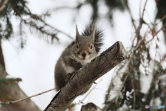 明日は^^国際リス感謝デー^^だよ^^