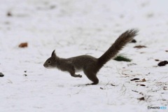 やっと雪の上で走れるよー^^