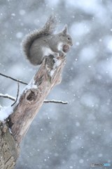 雪降る中でも大好きなクルミを食べるニホンリス