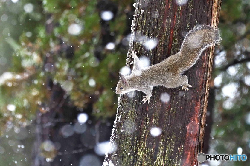 今日から^^雪降りでーす^^