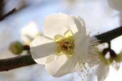 梅の花.