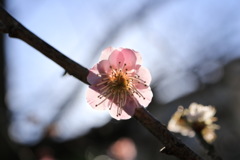 梅の花.