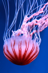 アカクラゲ.