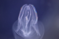 カブトクラゲ.
