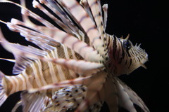 MINOKASAGO.