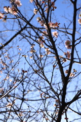 梅の花.
