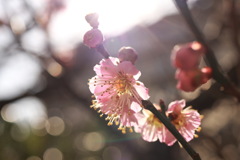 梅の花.