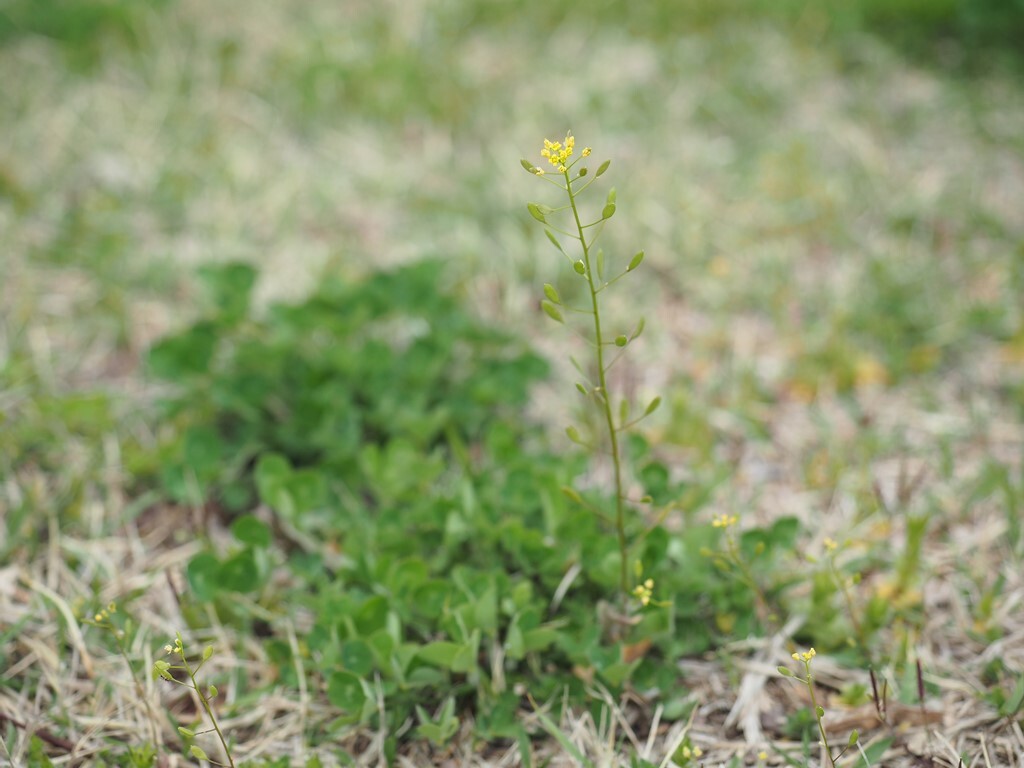 シロツメクサと黄色い花の野草