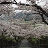 桜 1