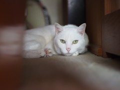 みつめる