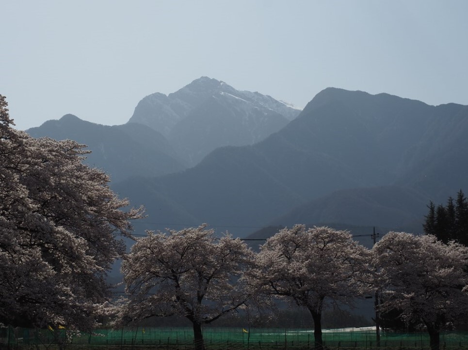 桜並木 1