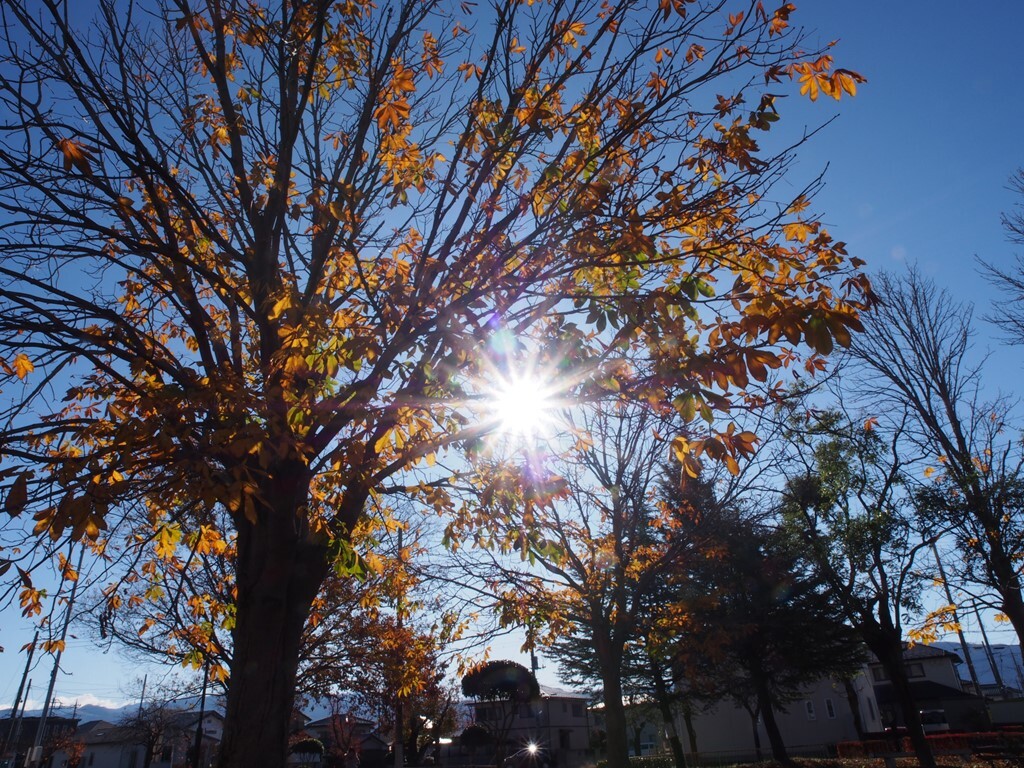 晩秋の木漏れ日