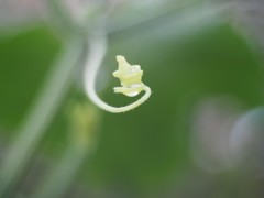 ぐるぐる