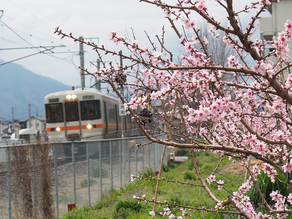 桃源列車