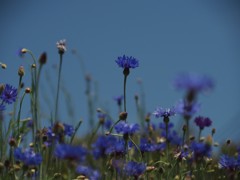 5月の風