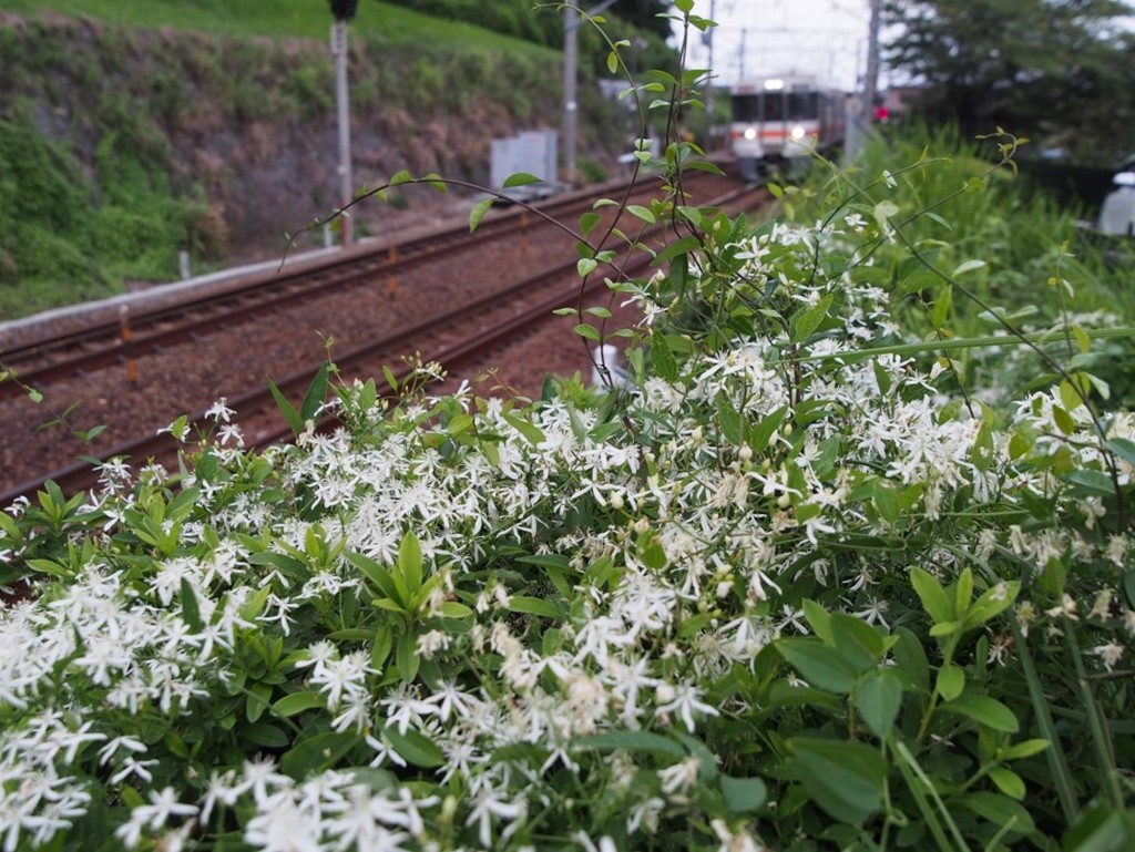 夏列車