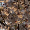 夕陽に燃える 2