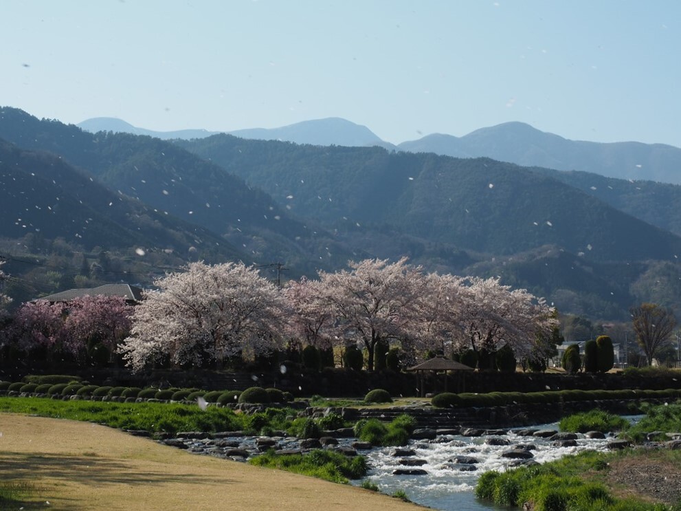 桜吹雪
