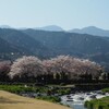 桜吹雪